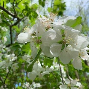 Meet your Posher, Rayne